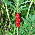 Daphne Mezereum